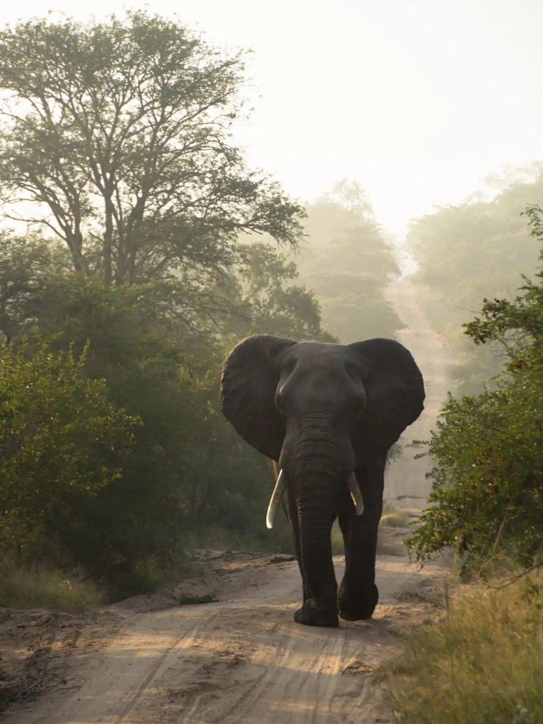 Afrika Elephant