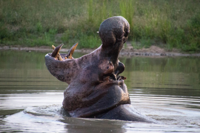 Hippo Rawr
