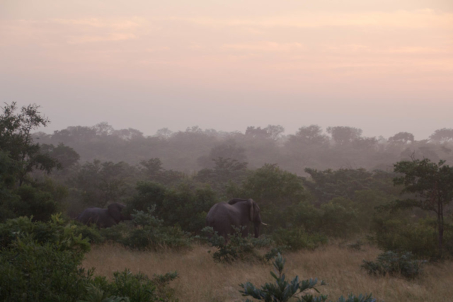 Morning Elephant