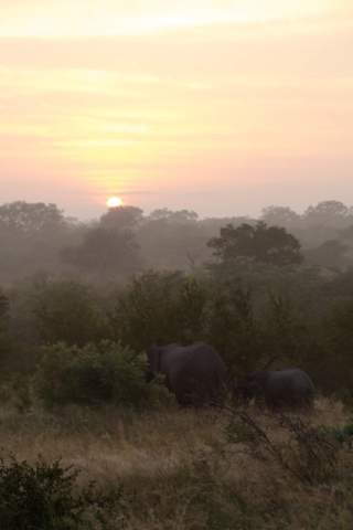 Morning Elephants, plural