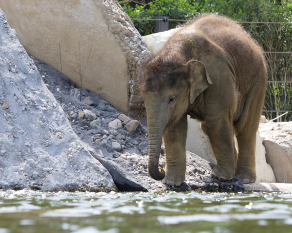 Baby Elephant inspects water