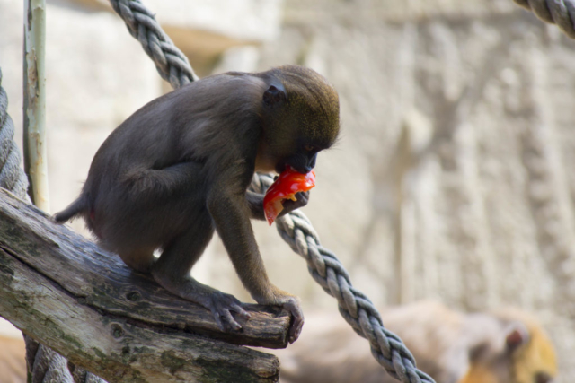 Baby monkey eat